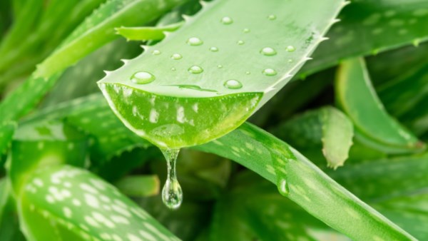 دور جل الصبار في علاج مرض الزهايمر