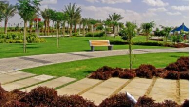 التنمية المحلية
