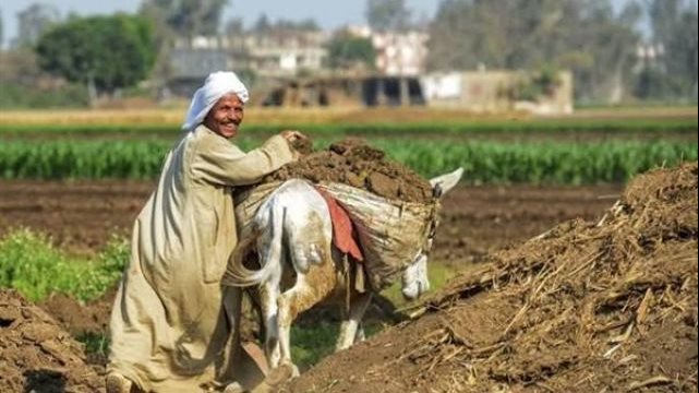 نائب: دعم الفلاح استثمار مباشر في الأمن الغذائي والاقتصاد الوطني